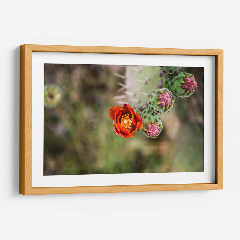 Tunas floreciendo | Cuadro decorativo de Canvas Lab