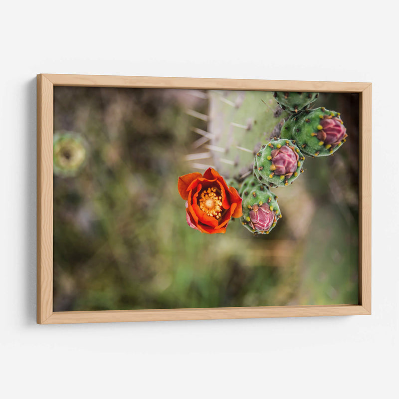 Tunas floreciendo | Cuadro decorativo de Canvas Lab