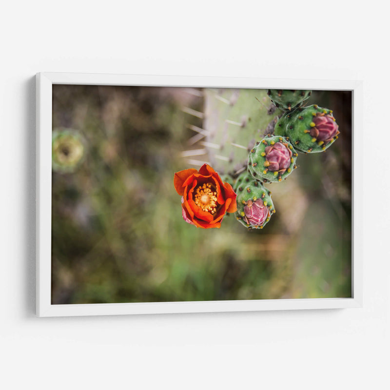 Tunas floreciendo | Cuadro decorativo de Canvas Lab