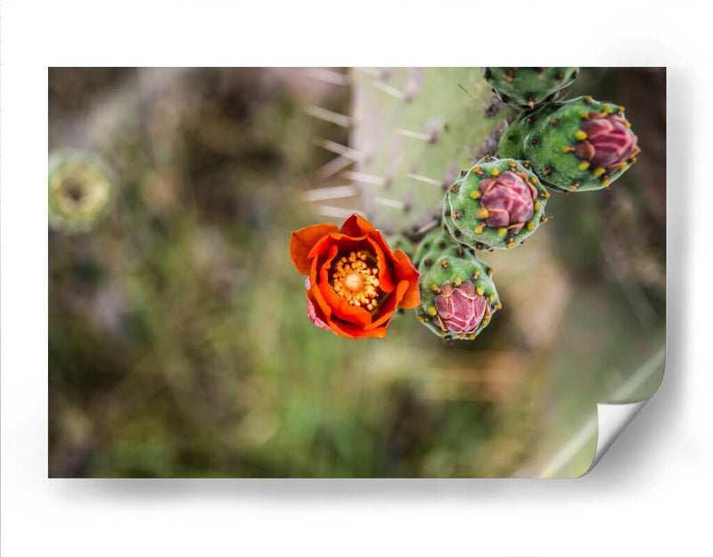 Tunas floreciendo | Cuadro decorativo de Canvas Lab