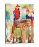 Un cotorro | Cuadro decorativo de Canvas Lab