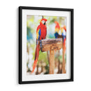 Un cotorro | Cuadro decorativo de Canvas Lab