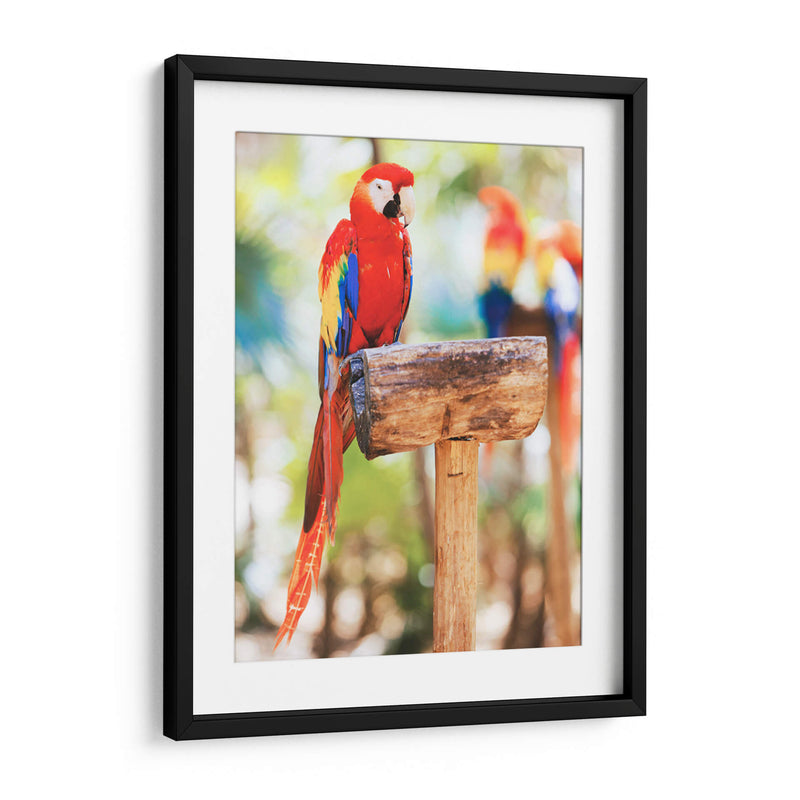 Un cotorro | Cuadro decorativo de Canvas Lab