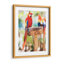 Un cotorro | Cuadro decorativo de Canvas Lab