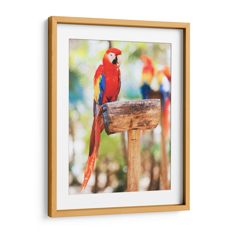 Un cotorro | Cuadro decorativo de Canvas Lab