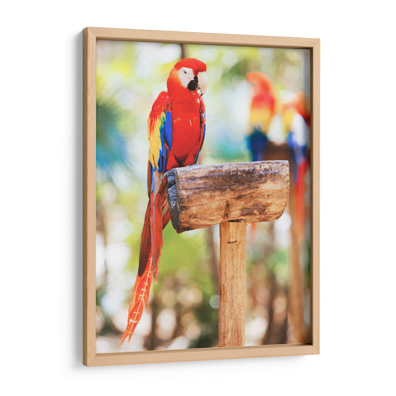 Un cotorro | Cuadro decorativo de Canvas Lab