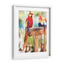 Un cotorro | Cuadro decorativo de Canvas Lab