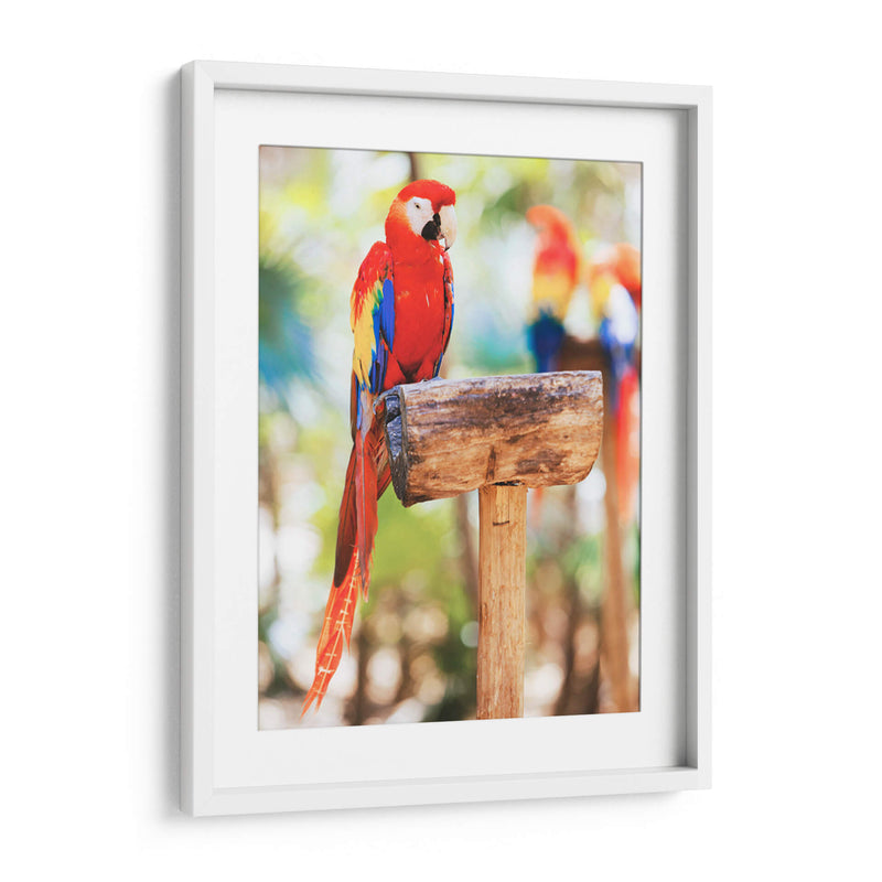 Un cotorro | Cuadro decorativo de Canvas Lab