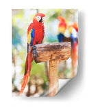 Un cotorro | Cuadro decorativo de Canvas Lab