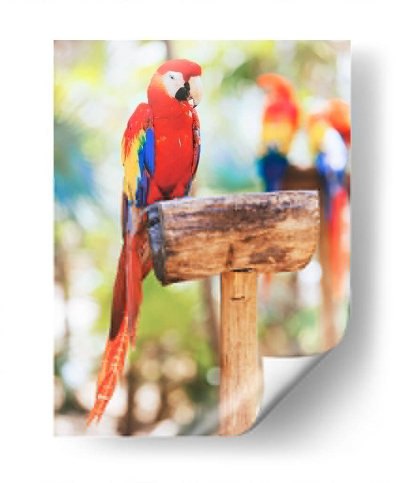Un cotorro | Cuadro decorativo de Canvas Lab