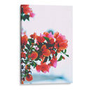 Un deseo de Bugambilias | Cuadro decorativo de Canvas Lab