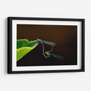 Unión de libélulas | Cuadro decorativo de Canvas Lab