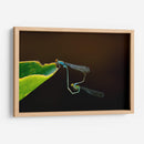 Unión de libélulas | Cuadro decorativo de Canvas Lab