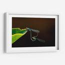 Unión de libélulas | Cuadro decorativo de Canvas Lab