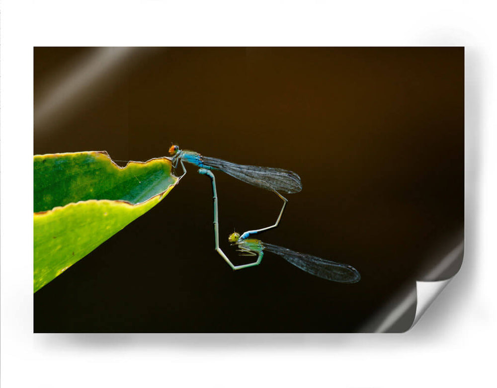 Unión de libélulas | Cuadro decorativo de Canvas Lab