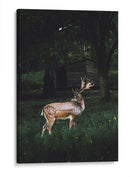 El venado | Cuadro decorativo de Canvas Lab