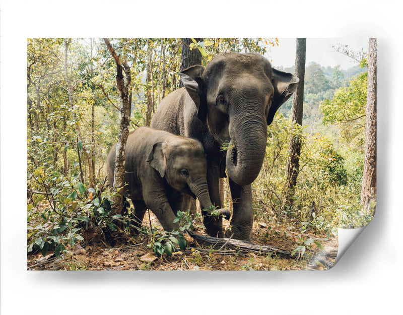 Elefantes, madre e hijo | Cuadro decorativo de Canvas Lab