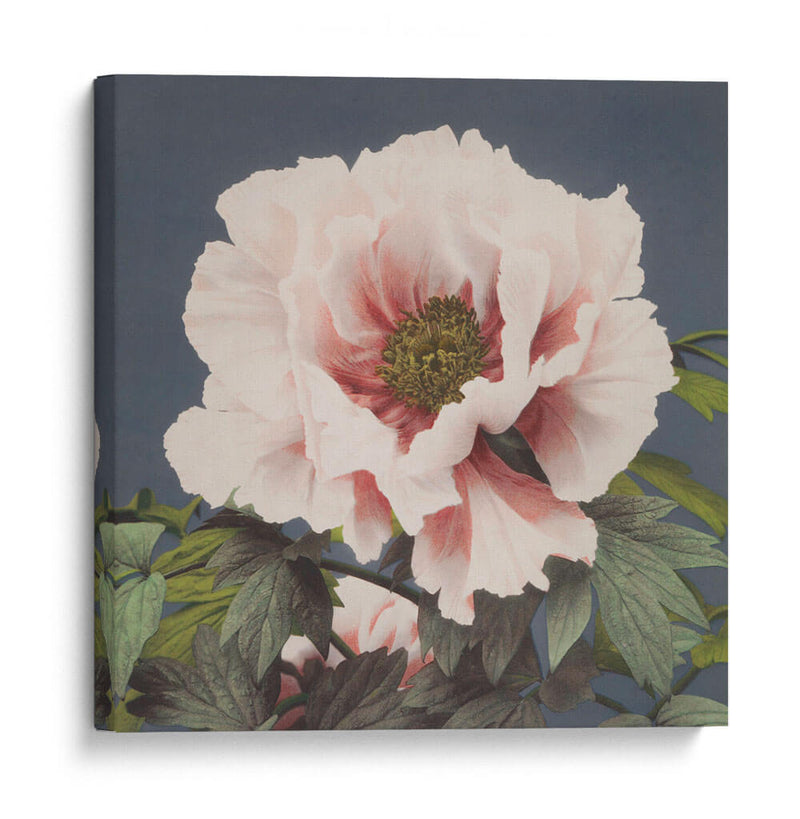 Peonía - Ogawa Kazumasa | Cuadro decorativo de Canvas Lab