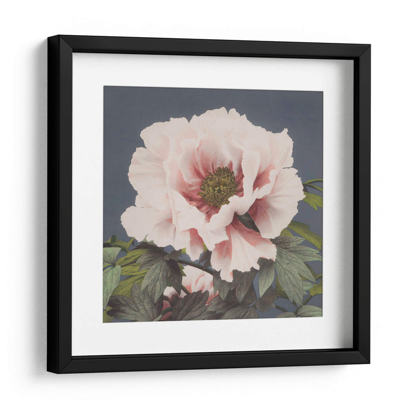 Peonía - Ogawa Kazumasa | Cuadro decorativo de Canvas Lab