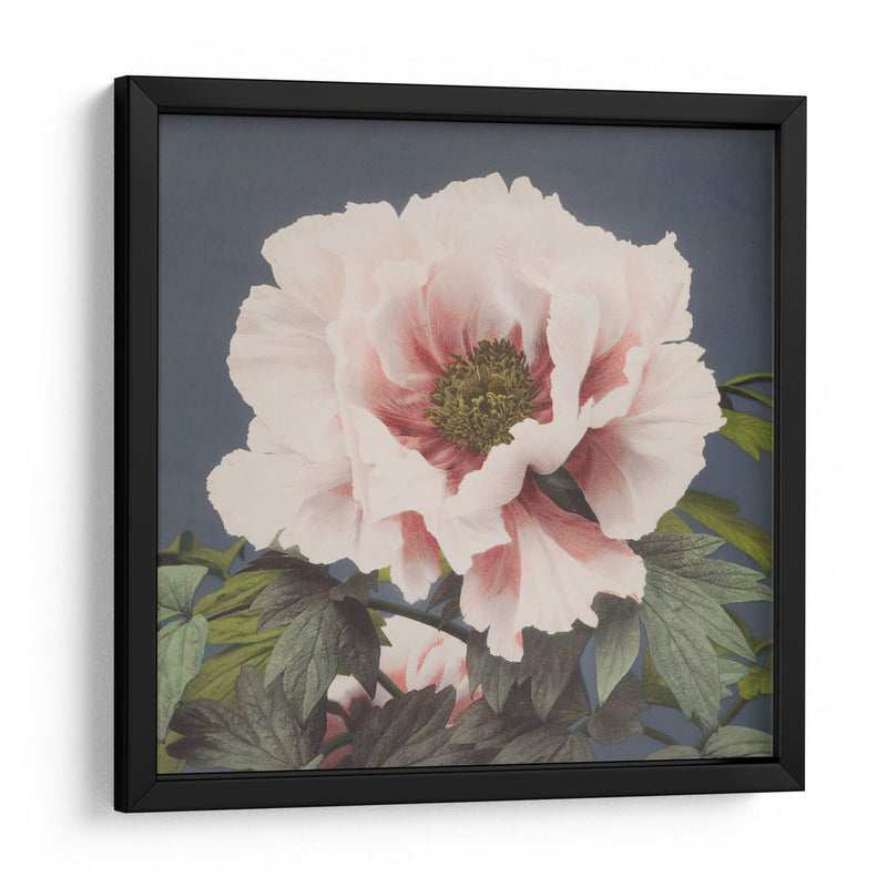Peonía - Ogawa Kazumasa | Cuadro decorativo de Canvas Lab