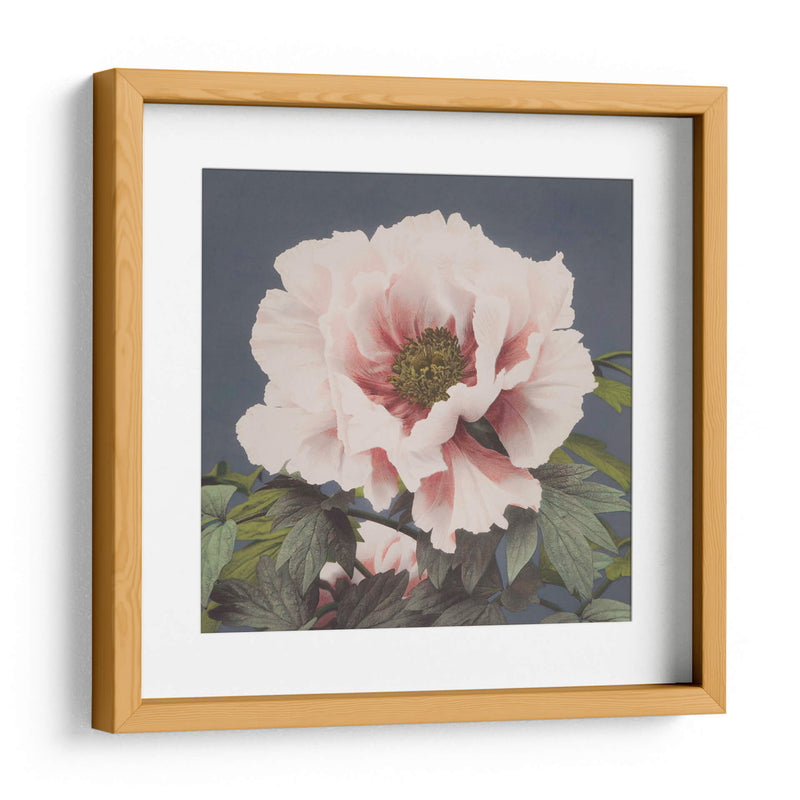 Peonía - Ogawa Kazumasa | Cuadro decorativo de Canvas Lab