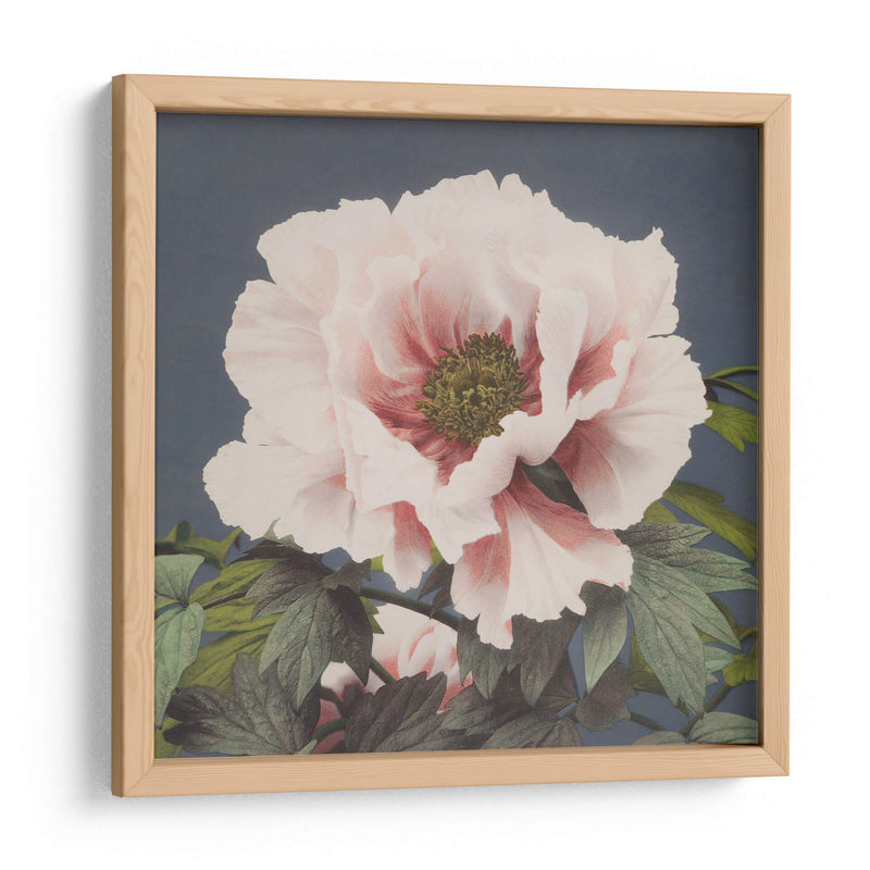 Peonía - Ogawa Kazumasa | Cuadro decorativo de Canvas Lab