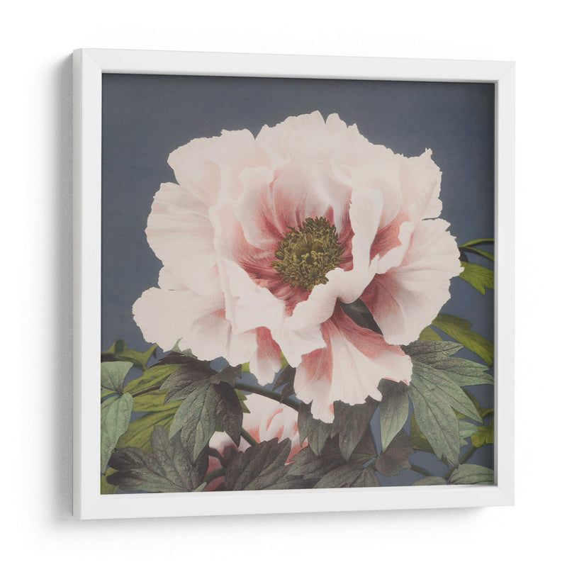 Peonía - Ogawa Kazumasa | Cuadro decorativo de Canvas Lab