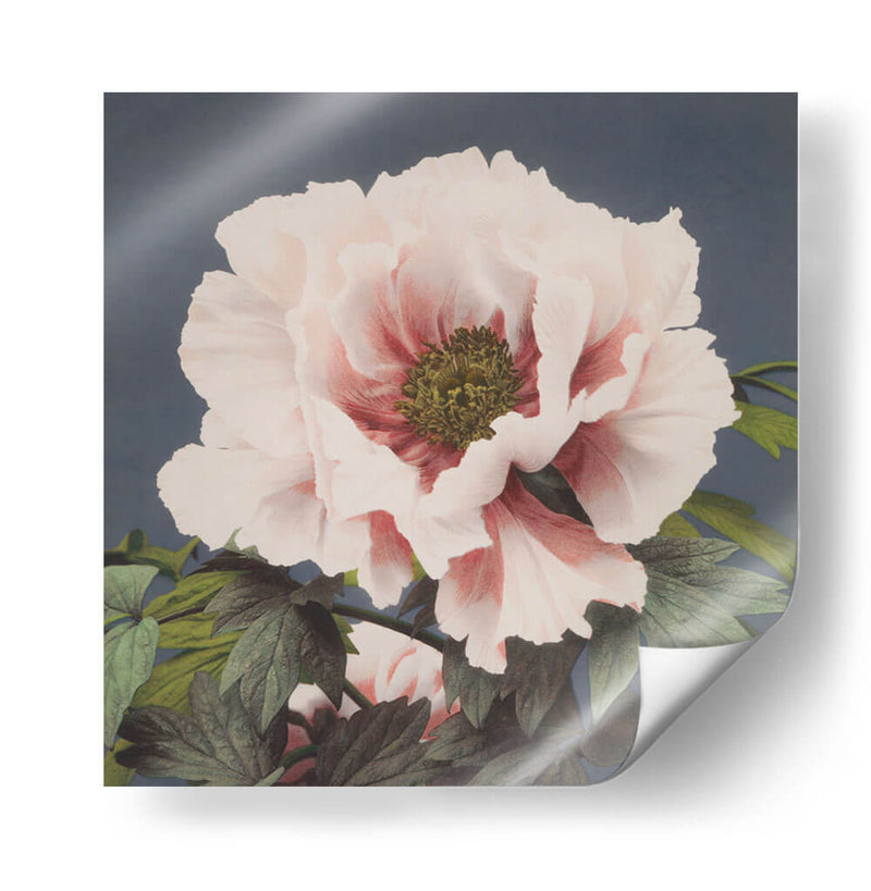Peonía - Ogawa Kazumasa | Cuadro decorativo de Canvas Lab