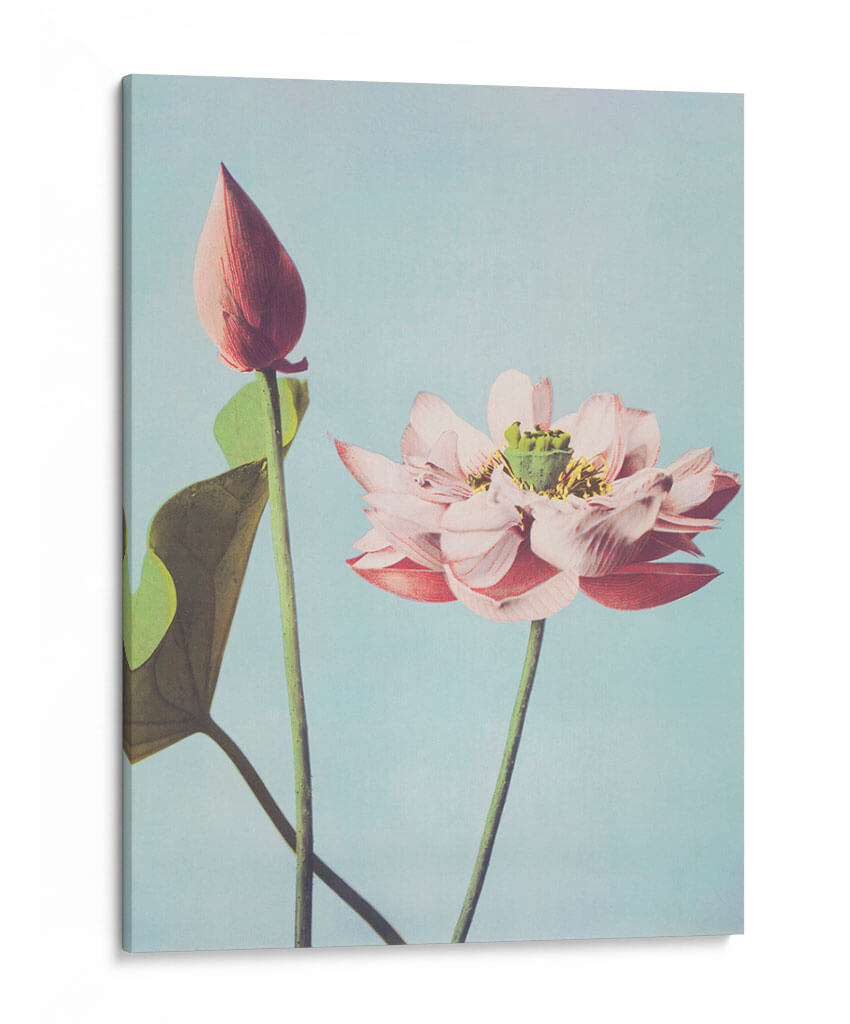 Flores de loto - Ogawa Kazumasa | Cuadro decorativo de Canvas Lab
