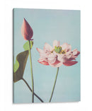 Flores de loto - Ogawa Kazumasa | Cuadro decorativo de Canvas Lab