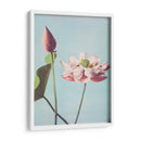 Flores de loto - Ogawa Kazumasa | Cuadro decorativo de Canvas Lab