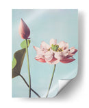 Flores de loto - Ogawa Kazumasa | Cuadro decorativo de Canvas Lab