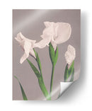 Iris blancos - Ogawa Kazumasa | Cuadro decorativo de Canvas Lab