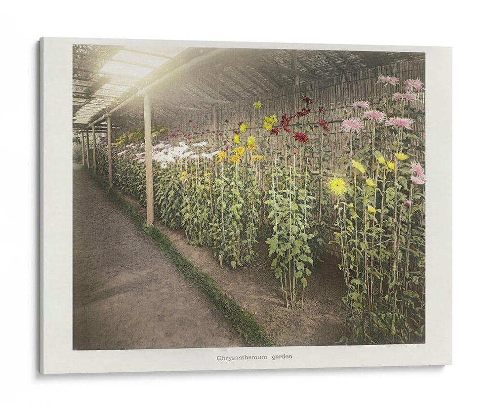 Jardín de crisantemos - II - Ogawa Kazumasa | Cuadro decorativo de Canvas Lab