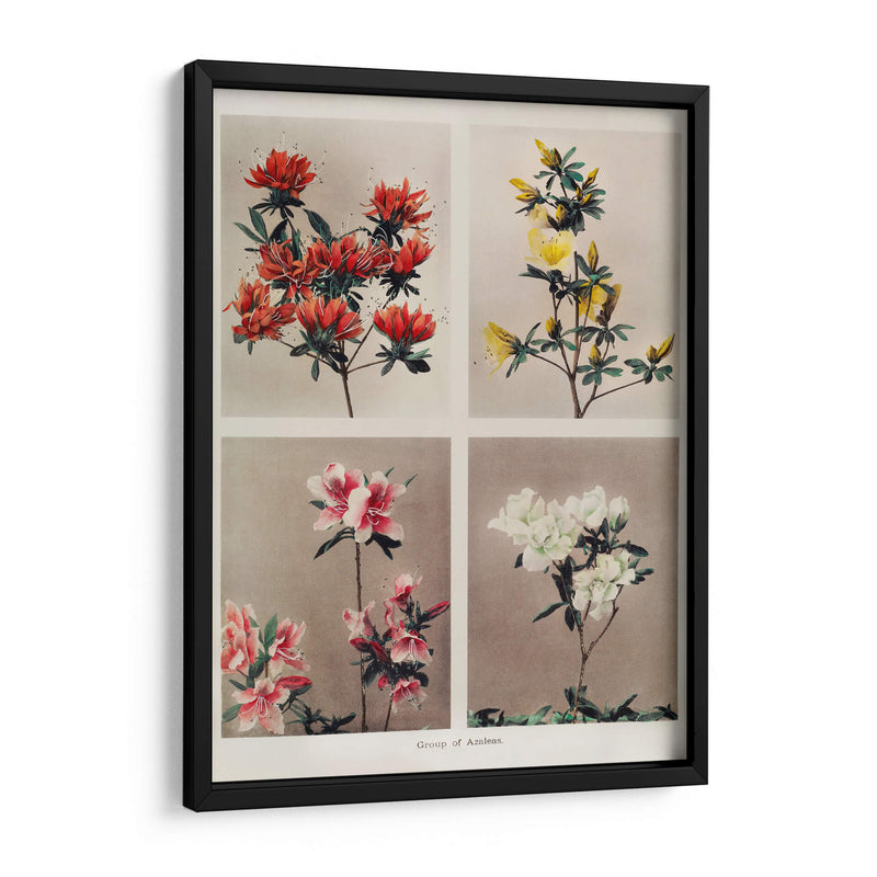 Grupo de azaleas - Ogawa Kazumasa | Cuadro decorativo de Canvas Lab