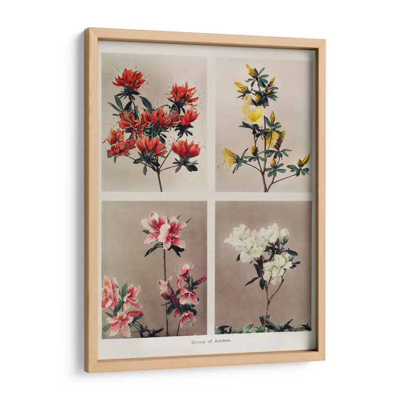 Grupo de azaleas - Ogawa Kazumasa | Cuadro decorativo de Canvas Lab