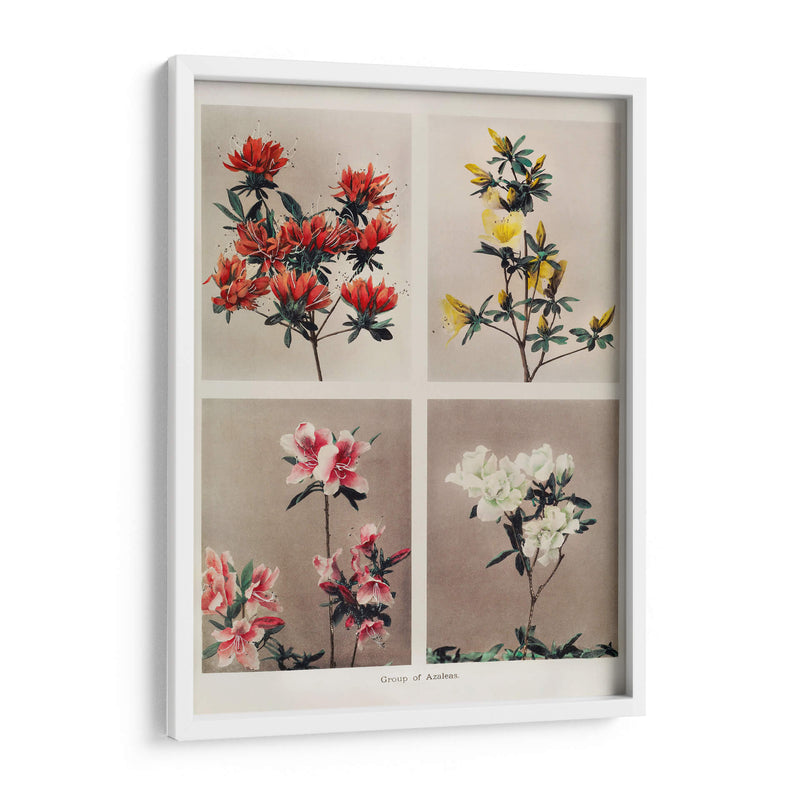 Grupo de azaleas - Ogawa Kazumasa | Cuadro decorativo de Canvas Lab