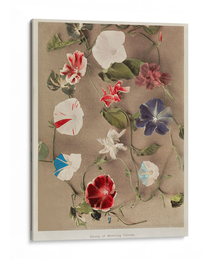 Grupo de glorias de la mañana - Ogawa Kazumasa | Cuadro decorativo de Canvas Lab