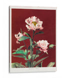 Peonía herdácea - I - Ogawa Kazumasa | Cuadro decorativo de Canvas Lab