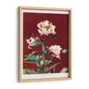 Peonía herdácea - I - Ogawa Kazumasa | Cuadro decorativo de Canvas Lab