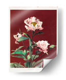 Peonía herdácea - I - Ogawa Kazumasa | Cuadro decorativo de Canvas Lab