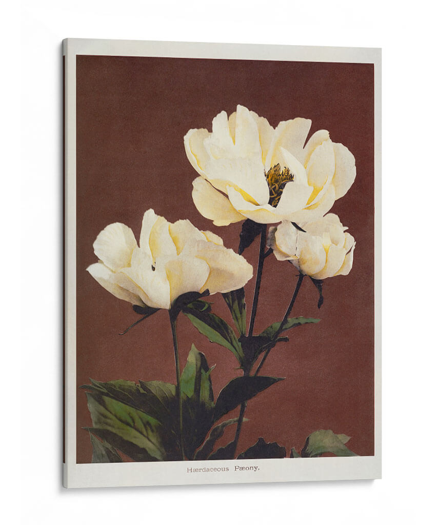 Peonía herdácea - II - Ogawa Kazumasa | Cuadro decorativo de Canvas Lab