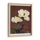 Peonía herdácea - II - Ogawa Kazumasa | Cuadro decorativo de Canvas Lab