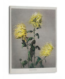 Ku–moi–sakura - Ogawa Kazumasa | Cuadro decorativo de Canvas Lab