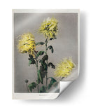 Ku–moi–sakura - Ogawa Kazumasa | Cuadro decorativo de Canvas Lab