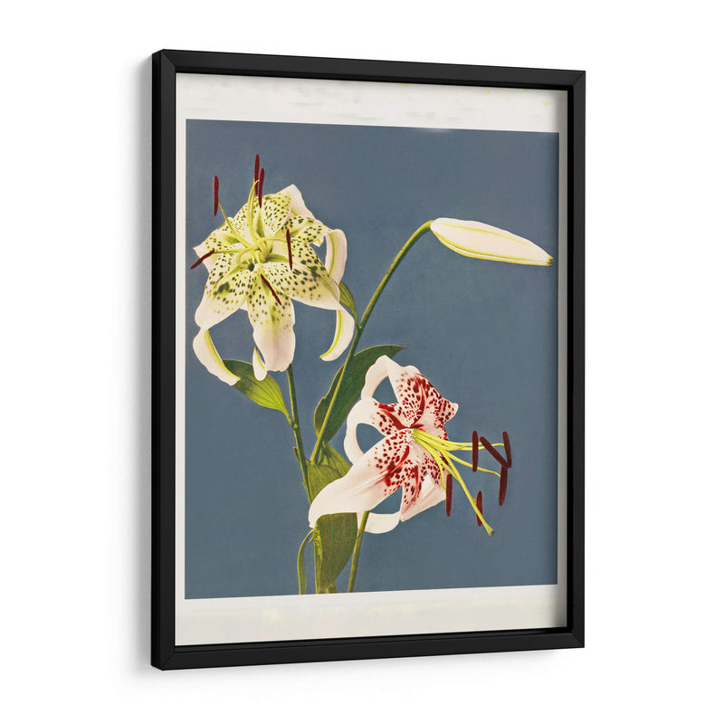 Fototipia de lirios de Japón - Ogawa Kazumasa | Cuadro decorativo de Canvas Lab