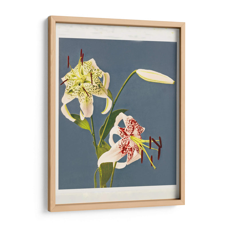 Fototipia de lirios de Japón - Ogawa Kazumasa | Cuadro decorativo de Canvas Lab