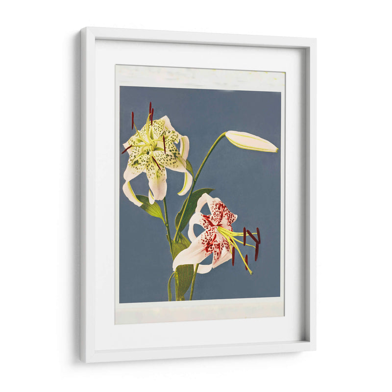 Fototipia de lirios de Japón - Ogawa Kazumasa | Cuadro decorativo de Canvas Lab