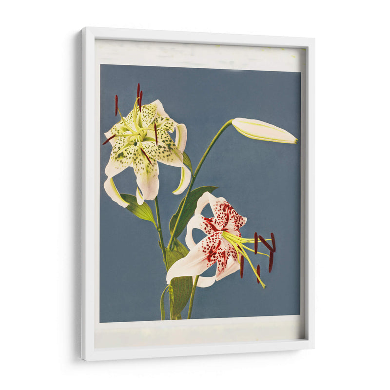 Fototipia de lirios de Japón - Ogawa Kazumasa | Cuadro decorativo de Canvas Lab