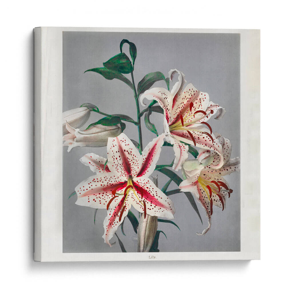 Lirio - I - Ogawa Kazumasa | Cuadro decorativo de Canvas Lab